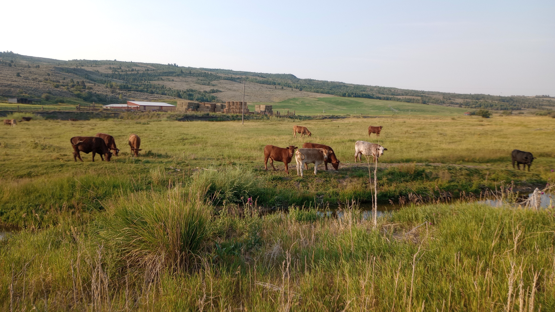 Cattle eating grass